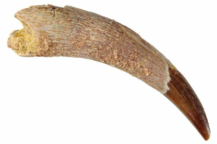 Fossil Pterosaur (Siroccopteryx) Tooth - Morocco #295135
